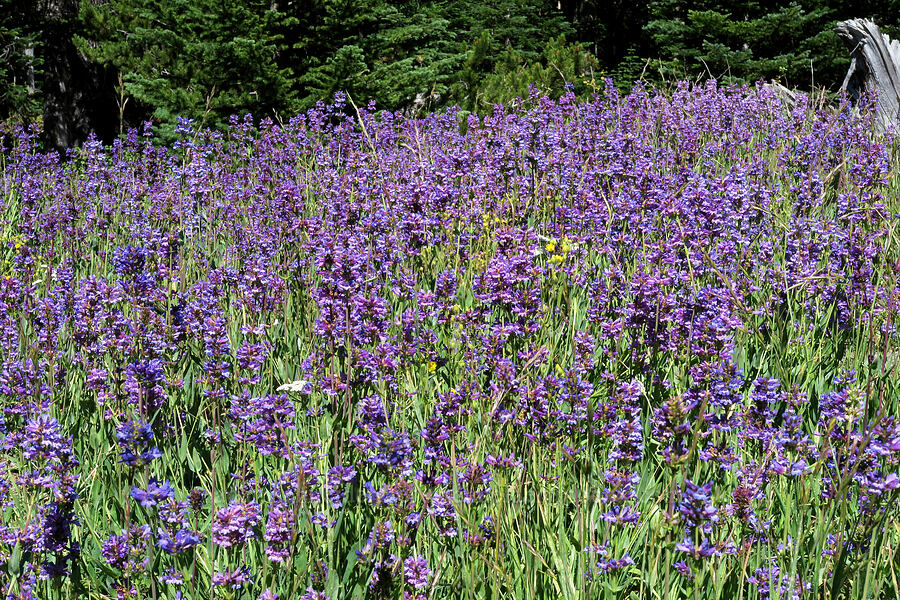 glaucous penstemon (Penstemon euglaucus) [Forest Road 4410, Mt. Hood National Forest, Hood River County, Oregon]