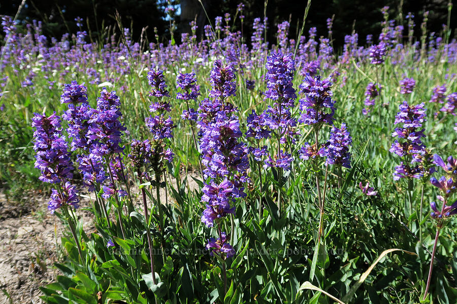 glaucous penstemon (Penstemon euglaucus) [Forest Road 4410, Mt. Hood National Forest, Hood River County, Oregon]