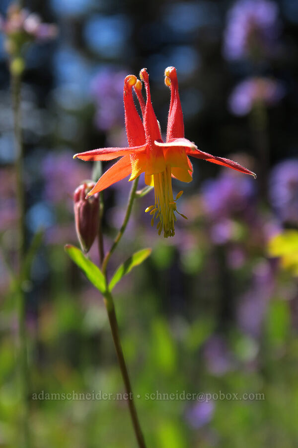 scarlet columbine (Aquilegia formosa) [Forest Road 4410, Mt. Hood National Forest, Hood River County, Oregon]