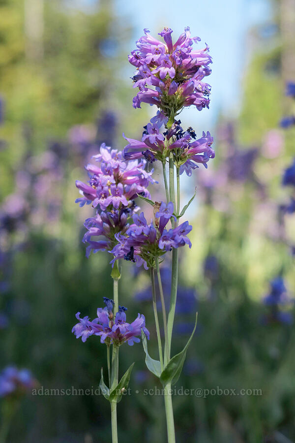 glaucous penstemon (Penstemon euglaucus) [Forest Road 4410, Mt. Hood National Forest, Hood River County, Oregon]