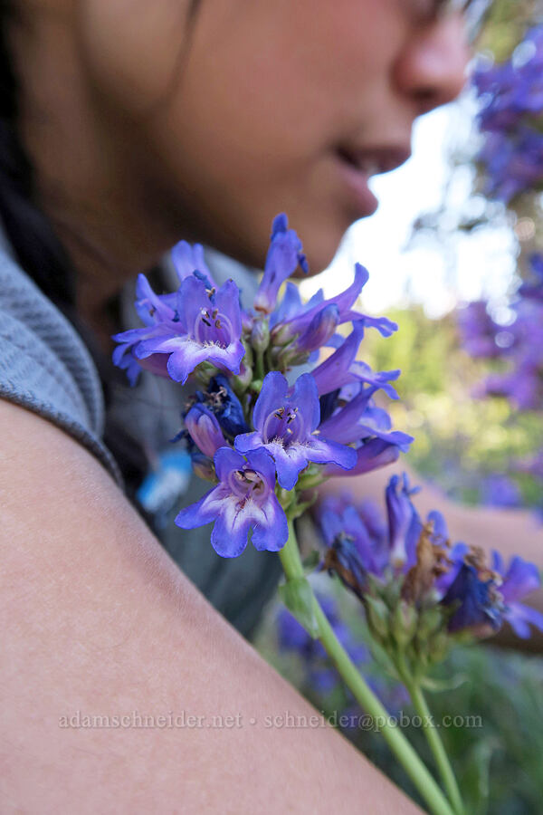 Verity & penstemon [Forest Road 4410, Mt. Hood National Forest, Hood River County, Oregon]
