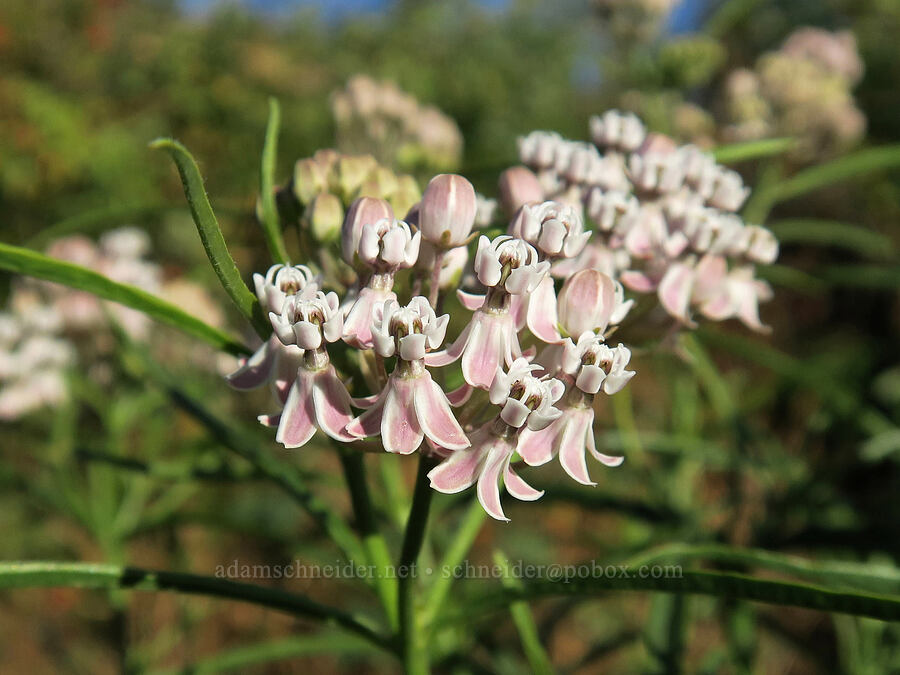 narrow-leaf milkweed (Asclepias fascicularis) [Horsethief Butte Trail, Columbia Hills State Park, Klickitat County, Washington]