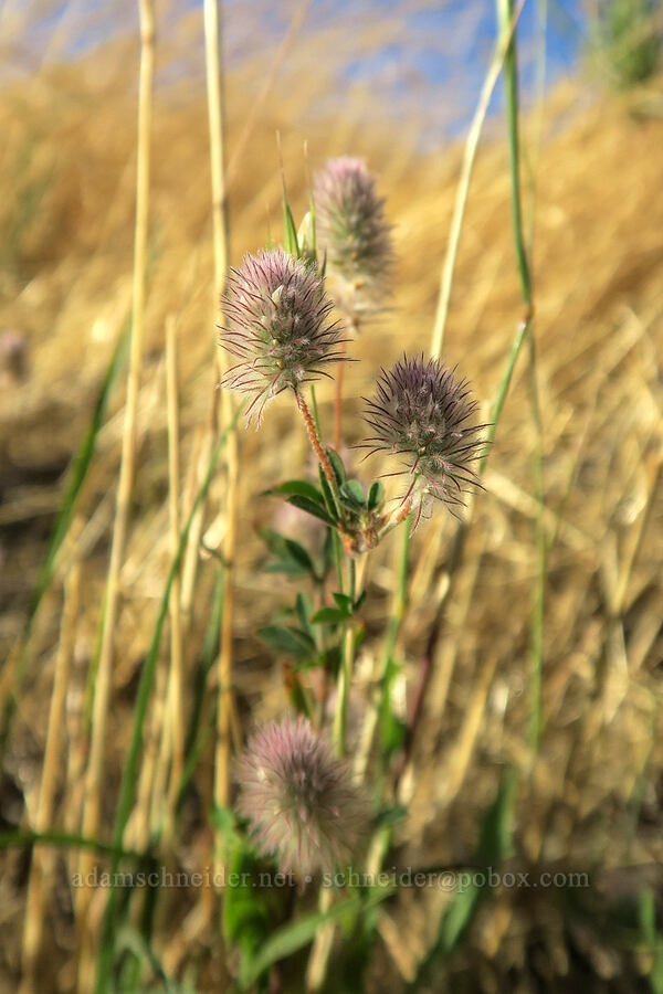rabbit-foot clover (Trifolium arvense) [Horsethief Butte Trail, Columbia Hills State Park, Klickitat County, Washington]