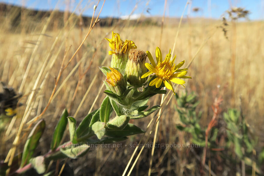 hairy false golden-aster (Heterotheca sp. (Heterotheca villosa)) [Horsethief Butte Trail, Columbia Hills State Park, Klickitat County, Washington]