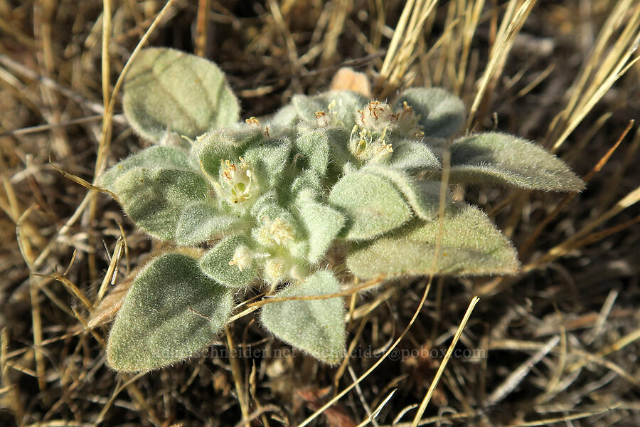 turkey mullein (Croton setiger (Eremocarpus setigerus)) [Horsethief Butte Trail, Columbia Hills State Park, Klickitat County, Washington]
