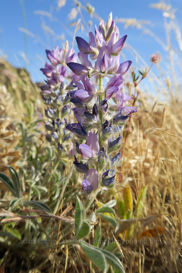 lupines (Lupinus sp.) [Horsethief Butte Trail, Columbia Hills State Park, Klickitat County, Washington]