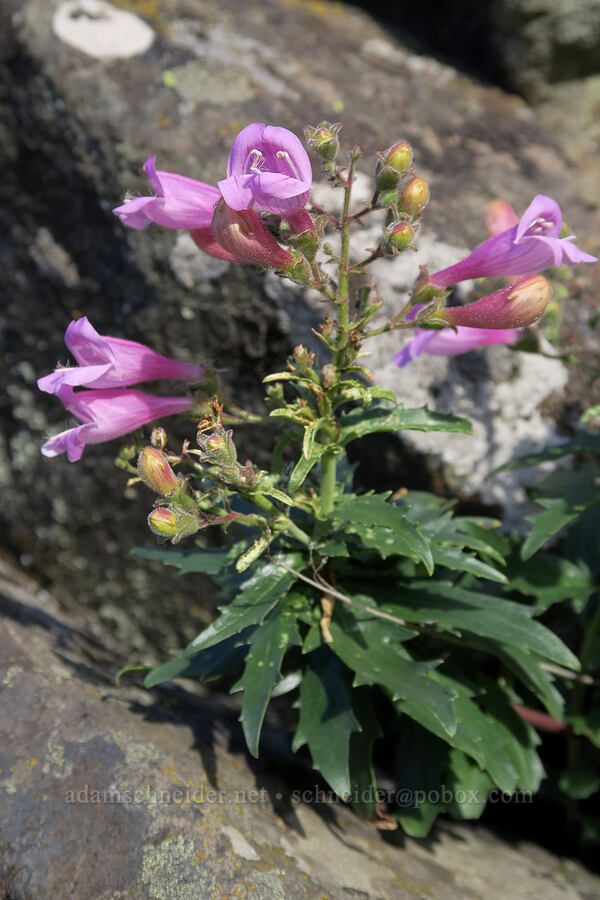 cut-leaf penstemon (Penstemon richardsonii) [Horsethief Butte, Columbia Hills State Park, Klickitat County, Washington]