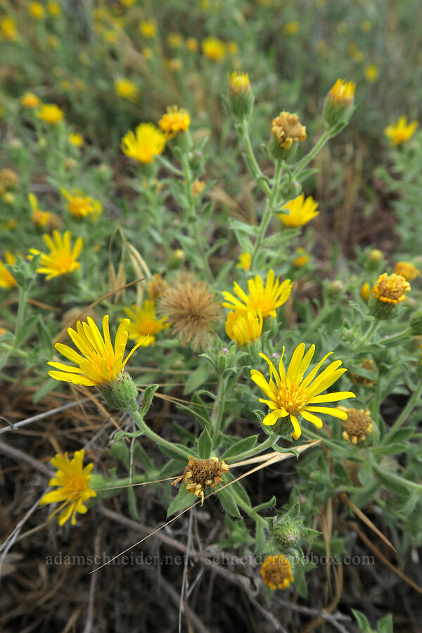 hairy false golden-aster (Heterotheca sp. (Heterotheca villosa)) [Horsethief Butte Trail, Columbia Hills State Park, Klickitat County, Washington]