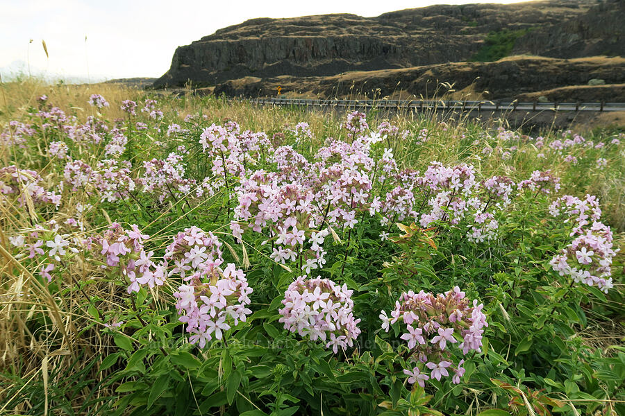 soapweed/soapwort (Saponaria officinalis) [Horsethief Butte Trail, Columbia Hills State Park, Klickitat County, Washington]