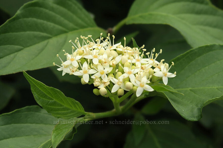 red-osier dogwood (Cornus sericea) [Horsethief Butte Trail, Columbia Hills State Park, Klickitat County, Washington]