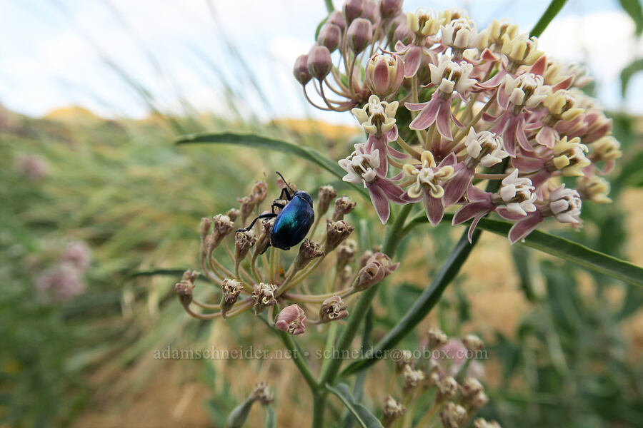 iridescent beetle on narrow-leaf milkweed (Asclepias fascicularis) [Horsethief Butte Trail, Columbia Hills State Park, Klickitat County, Washington]