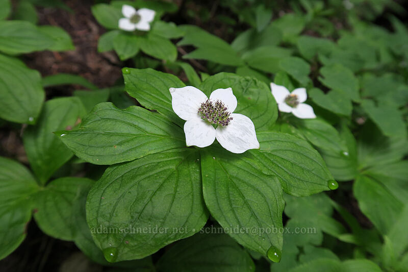 bunchberry flowers (Cornus unalaschkensis (Cornus canadensis)) [Top Spur Trail, Mt. Hood National Forest, Clackamas County, Oregon]