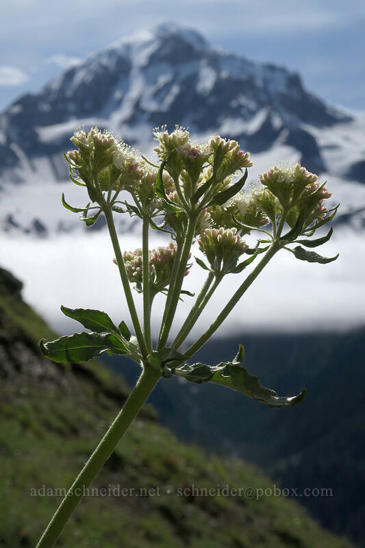heart-leaf buckwheat (Eriogonum compositum) [Bald Mountain, Mt. Hood Wilderness, Clackamas County, Oregon]