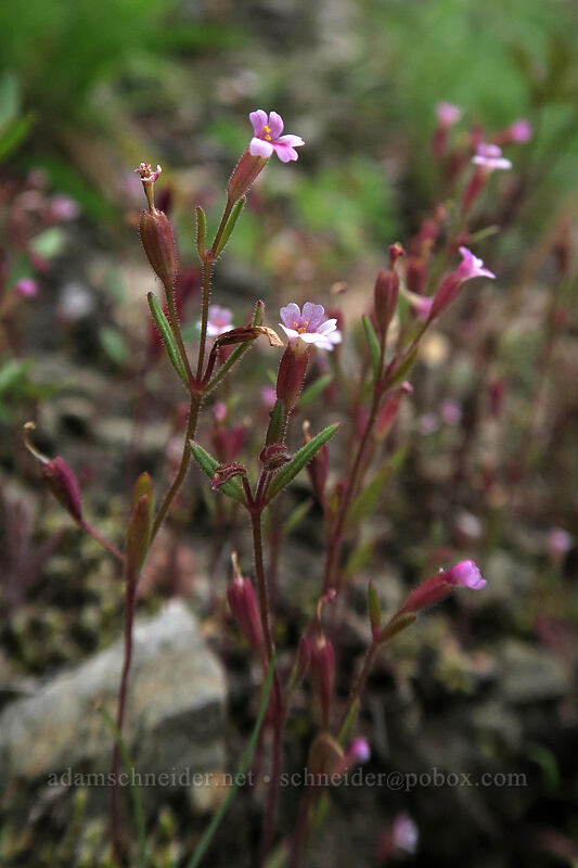 Brewer's monkeyflower (Erythranthe breweri (Mimulus breweri)) [Bald Mountain, Mt. Hood Wilderness, Clackamas County, Oregon]