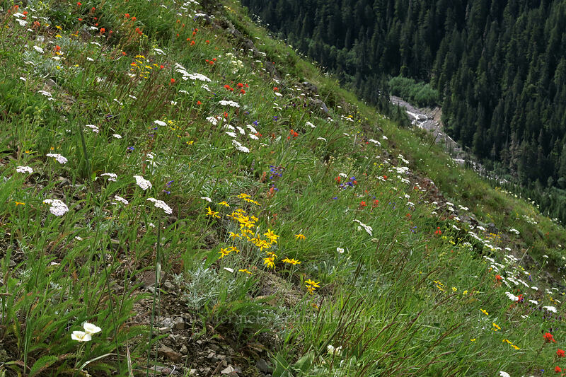 wildflowers [Bald Mountain, Mt. Hood Wilderness, Clackamas County, Oregon]