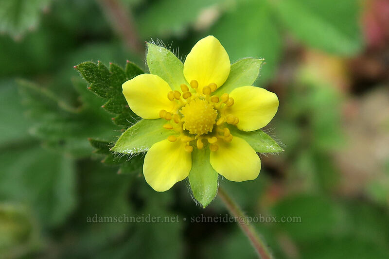 sticky cinquefoil (Drymocallis sp. (Potentilla glandulosa)) [Bald Mountain, Mt. Hood Wilderness, Clackamas County, Oregon]