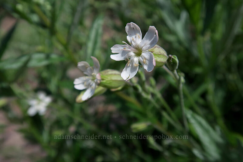 Douglas' catchfly (Silene douglasii) [Bald Mountain, Mt. Hood Wilderness, Clackamas County, Oregon]