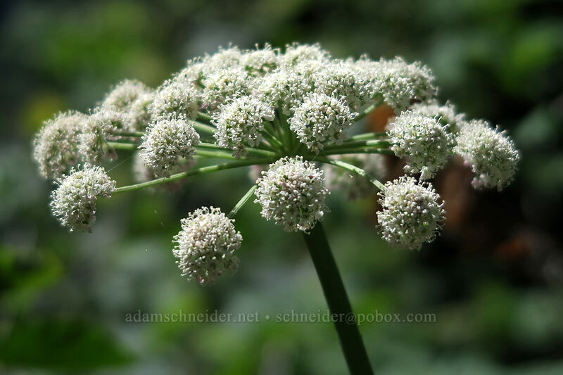 sharp-tooth angelica (Angelica arguta) [Bald Mountain, Mt. Hood Wilderness, Clackamas County, Oregon]