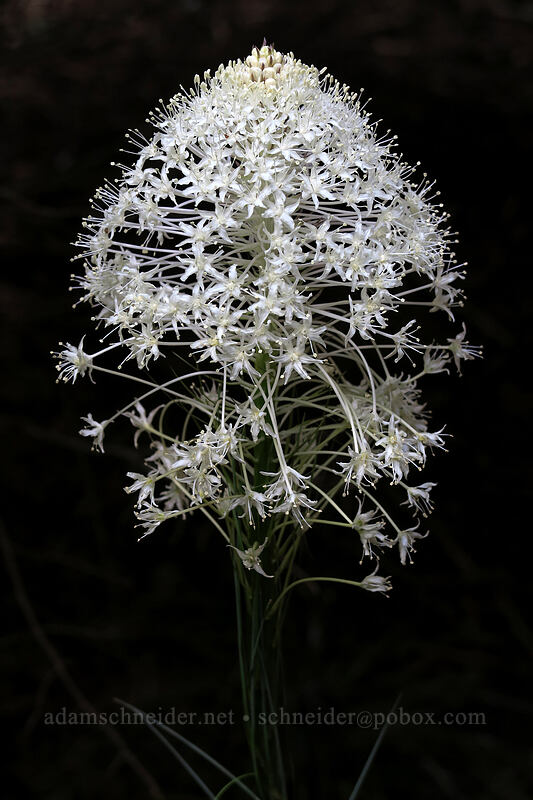 beargrass (Xerophyllum tenax) [Pacific Crest Trail, Mt. Hood Wilderness, Clackamas County, Oregon]