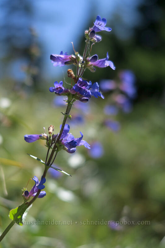 fine-tooth penstemon (Penstemon subserratus) [Timberline Trail, Mt. Hood Wilderness, Clackamas County, Oregon]