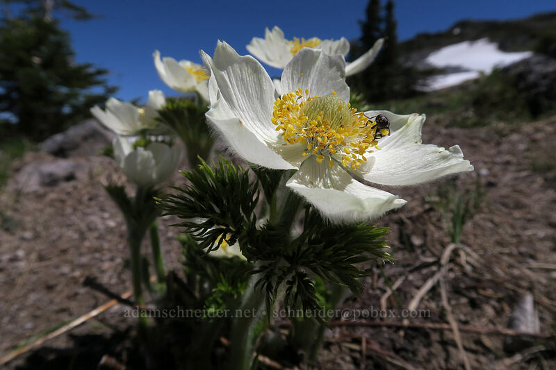 western pasqueflower (Anemone occidentalis (Pulsatilla occidentalis)) [McNeil Point, Mt. Hood Wilderness, Clackamas County, Oregon]