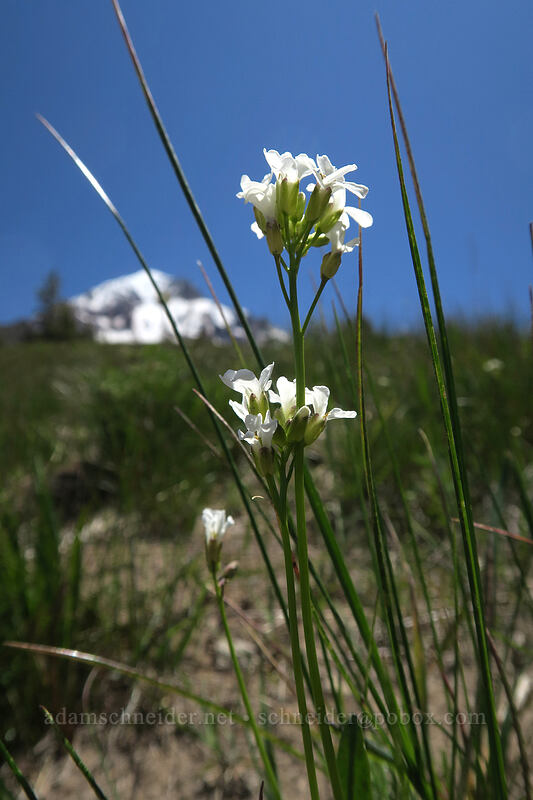 Cascade rock-cress (Arabis furcata) [McNeil Point, Mt. Hood Wilderness, Clackamas County, Oregon]