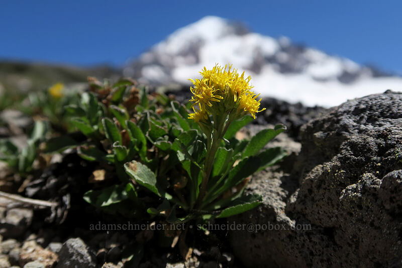 alpine goldenrod (Solidago simplex var. nana) [McNeil Point, Mt. Hood Wilderness, Clackamas County, Oregon]