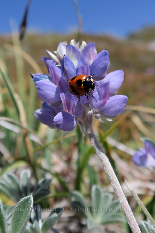 mountain ladybug on dwarf lupine (Coccinella monticola, Lupinus lepidus var. lobbii) [McNeil Point, Mt. Hood Wilderness, Clackamas County, Oregon]