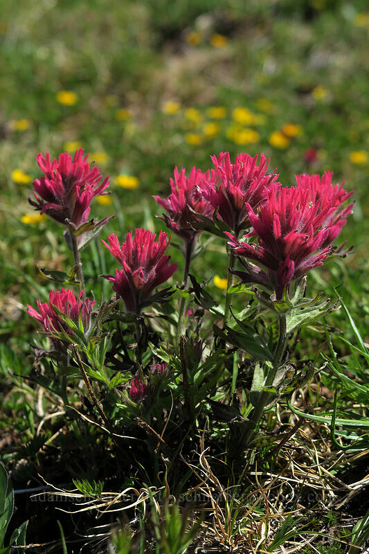 magenta paintbrush (Castilleja parviflora var. oreopola) [McNeil Point Trail, Mt. Hood Wilderness, Hood River County, Oregon]