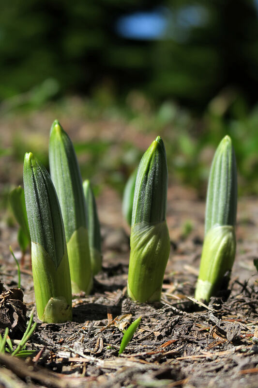 corn lily shoots (Veratrum viride var. eschscholtzianum (Veratrum eschscholtzii)) [McNeil Point Trail, Mt. Hood Wilderness, Hood River County, Oregon]