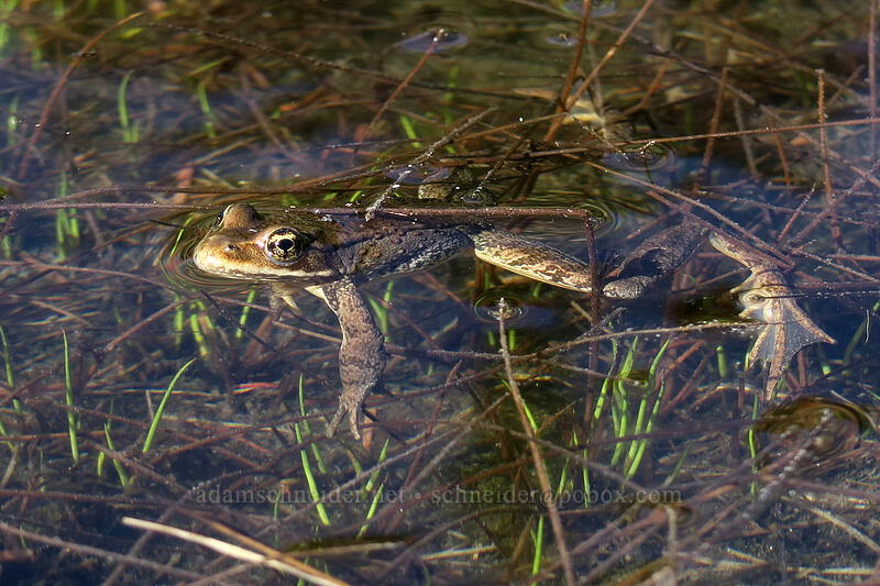 Cascades frog (Rana cascadae) [Timberline Trail, Mt. Hood Wilderness, Hood River County, Oregon]