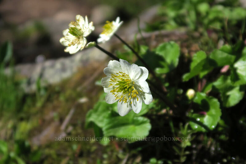 white marsh-marigolds (Caltha biflora (Caltha leptosepala var. biflora)) [Timberline Trail, Mt. Hood Wilderness, Hood River County, Oregon]