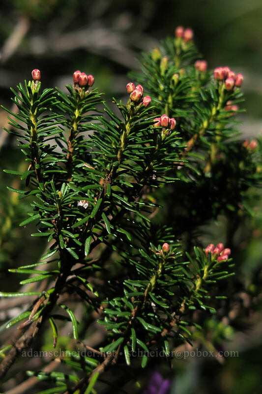 pink mountain heather, budding (Phyllodoce empetriformis) [Timberline Trail, Mt. Hood Wilderness, Hood River County, Oregon]
