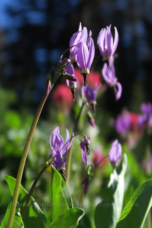 tall mountain shooting stars (Dodecatheon jeffreyi (Primula jeffreyi)) [Timberline Trail, Mt. Hood Wilderness, Hood River County, Oregon]