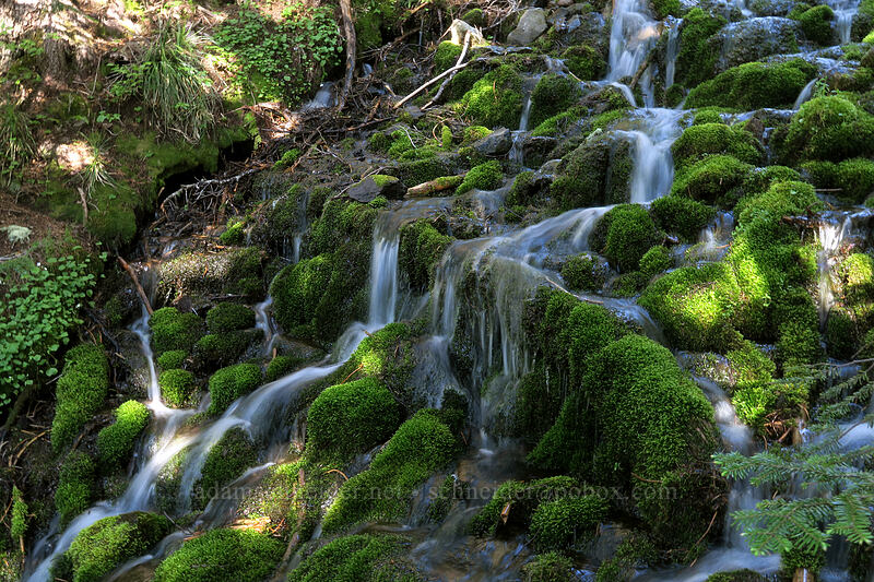 trailside cascade [Timberline Trail, Mt. Hood Wilderness, Hood River County, Oregon]