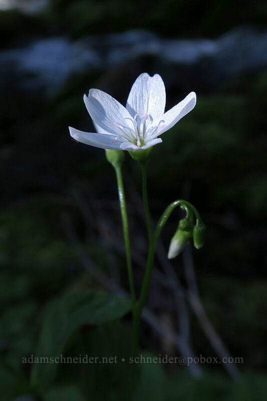 little-leaf montia (Montia parvifolia) [Timberline Trail, Mt. Hood Wilderness, Hood River County, Oregon]