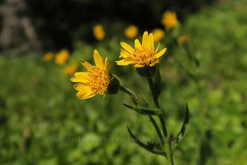 arnica (Arnica latifolia) [Timberline Trail, Mt. Hood Wilderness, Hood River County, Oregon]