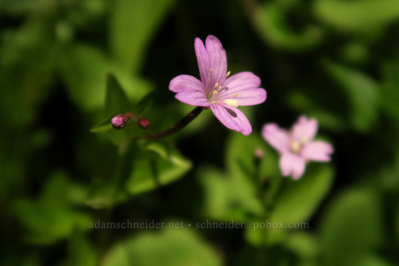 willow-herb (Epilobium sp.) [Timberline Trail, Mt. Hood Wilderness, Hood River County, Oregon]