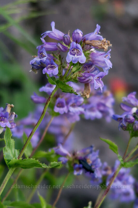 Cascade penstemon (Penstemon serrulatus) [Bald Mountain, Mt. Hood Wilderness, Clackamas County, Oregon]