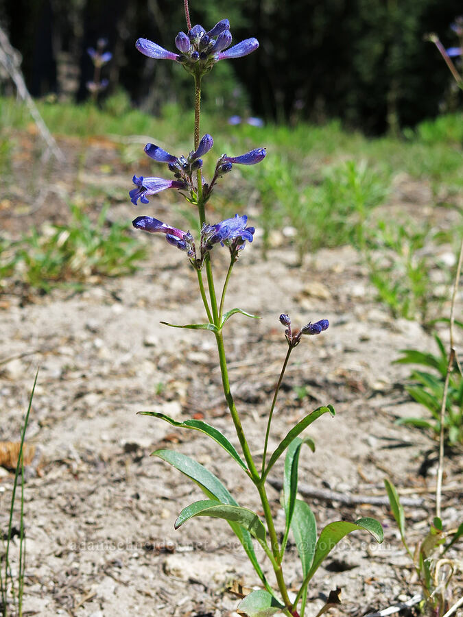 penstemon (Penstemon sp.) [Clear Creek Trail, Mount Shasta Wilderness, Siskiyou County, California]