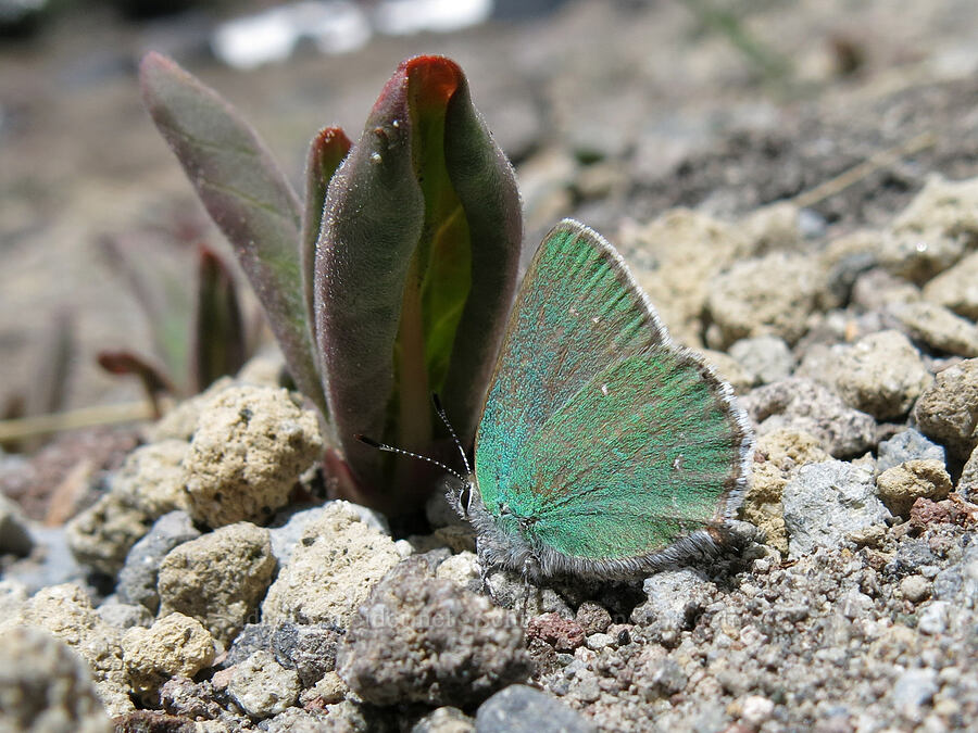 Sheridan's hairstreak butterfly (Callophrys sheridanii) [Clear Creek Trail, Mount Shasta Wilderness, Siskiyou County, California]