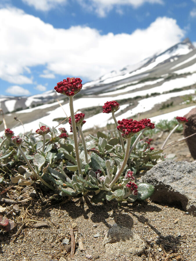 buckwheat (Eriogonum sp.) [Clear Creek Trail, Mount Shasta Wilderness, Siskiyou County, California]