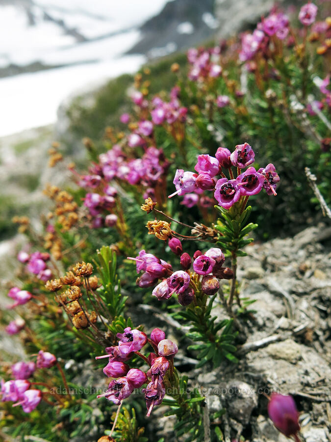 pink mountain heather (Phyllodoce empetriformis) [Clear Creek Trail, Mount Shasta Wilderness, Siskiyou County, California]