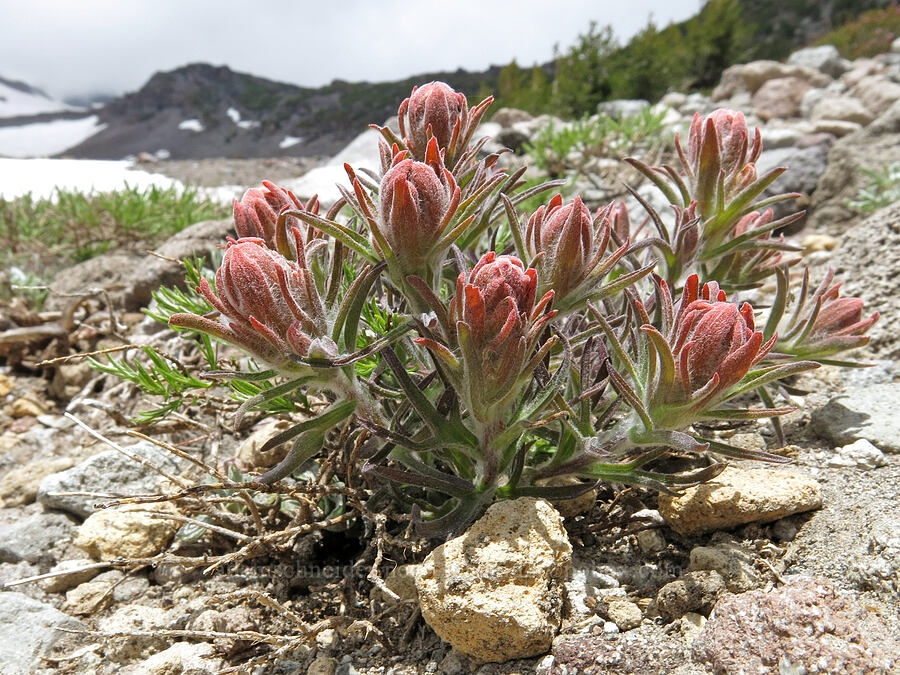 cobwebby paintbrush (Castilleja arachnoidea) [Clear Creek Trail, Mount Shasta Wilderness, Siskiyou County, California]