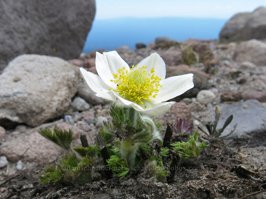 western pasqueflower (Anemone occidentalis (Pulsatilla occidentalis)) [Clear Creek Trail, Mount Shasta Wilderness, Siskiyou County, California]