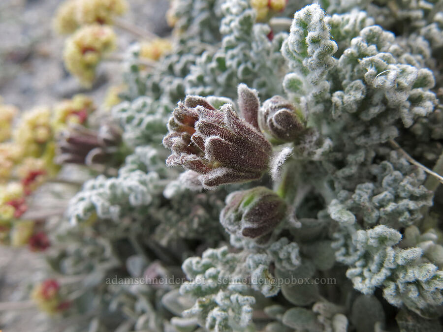 alpine dusty-maidens, budding (Chaenactis douglasii var. alpina) [Mud Creek Canyon rim, Mount Shasta Wilderness, Siskiyou County, California]