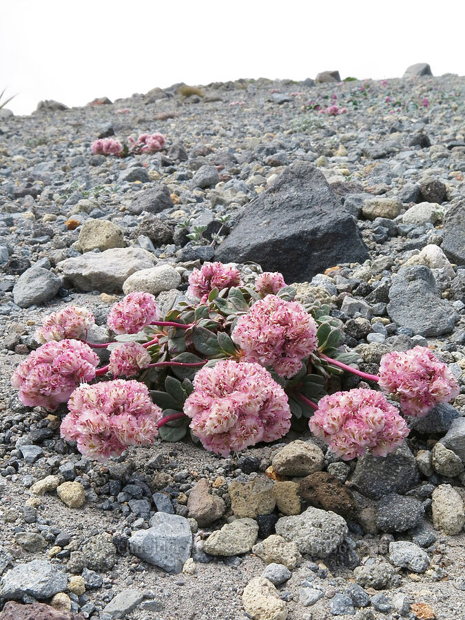 pussy-paws (Calyptridium umbellatum (Cistanthe umbellata)) [Mud Creek Canyon rim, Mount Shasta Wilderness, Siskiyou County, California]