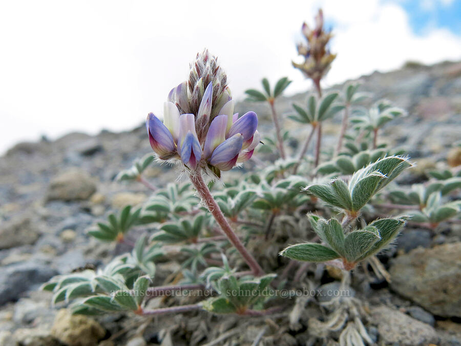 dwarf lupine (Lupinus lepidus var. lobbii) [Mud Creek Canyon rim, Mount Shasta Wilderness, Siskiyou County, California]