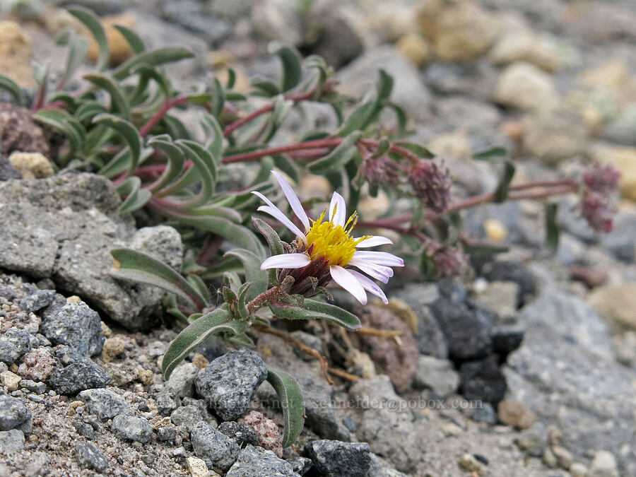Shasta hoary-aster (Dieteria canescens var. shastensis (Machaeranthera canescens var. shastensis)) [Mud Creek Canyon rim, Mount Shasta Wilderness, Siskiyou County, California]