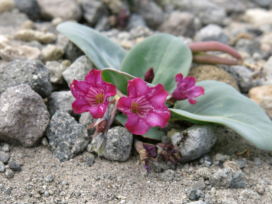 Sacramento waxy-dogbane (Cycladenia humilis) [Mud Creek Canyon rim, Mount Shasta Wilderness, Siskiyou County, California]